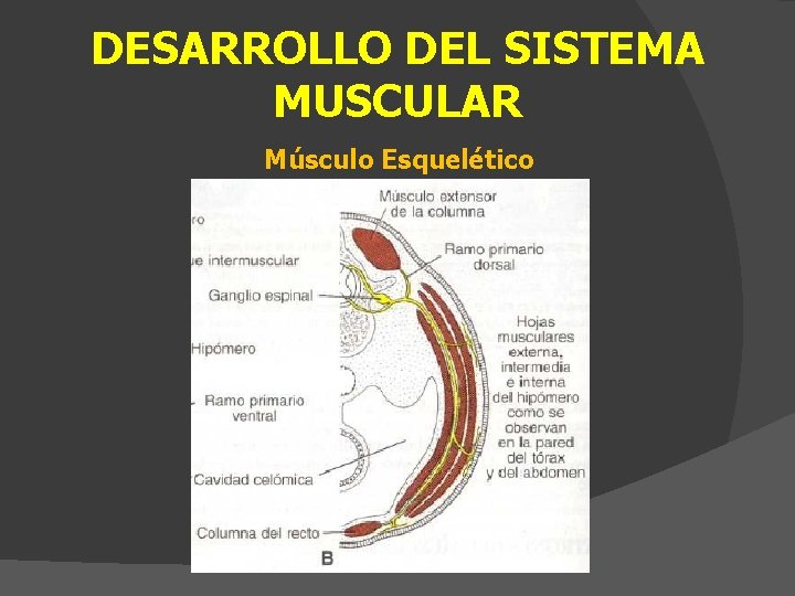 DESARROLLO DEL SISTEMA MUSCULAR Músculo Esquelético 