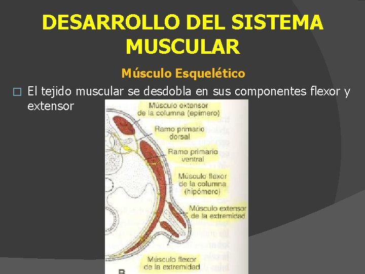 DESARROLLO DEL SISTEMA MUSCULAR Músculo Esquelético � El tejido muscular se desdobla en sus