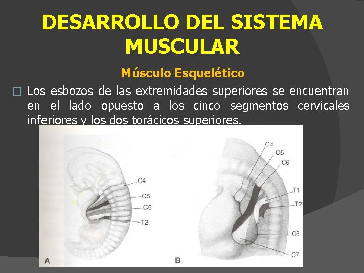 DESARROLLO DEL SISTEMA MUSCULAR Músculo Esquelético � Los esbozos de las extremidades superiores se