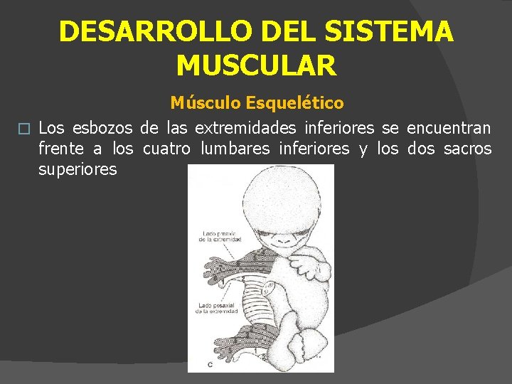 DESARROLLO DEL SISTEMA MUSCULAR Músculo Esquelético � Los esbozos de las extremidades inferiores se