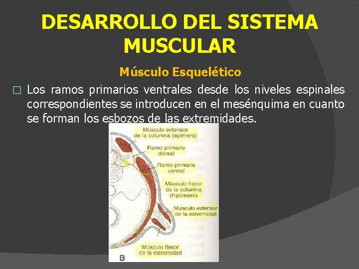 DESARROLLO DEL SISTEMA MUSCULAR Músculo Esquelético � Los ramos primarios ventrales desde los niveles