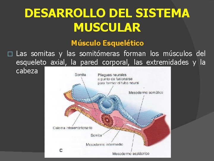 DESARROLLO DEL SISTEMA MUSCULAR Músculo Esquelético � Las somitas y las somitómeras forman los