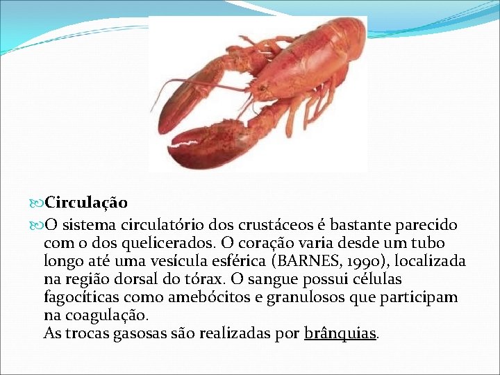  Circulação O sistema circulatório dos crustáceos é bastante parecido com o dos quelicerados.