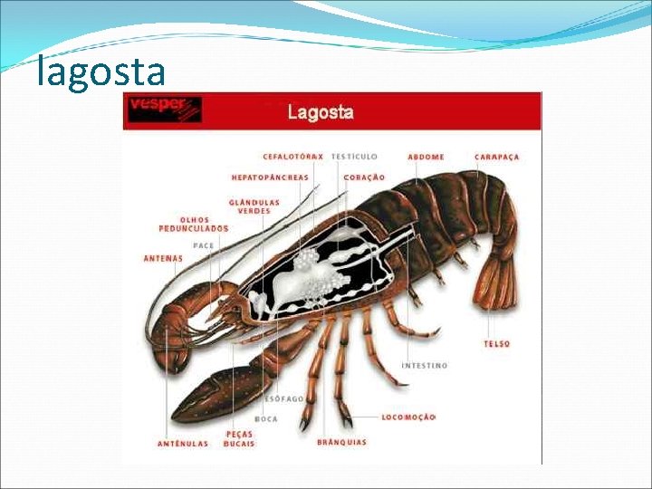 lagosta 