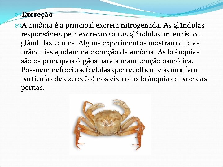  Excreção A amônia é a principal excreta nitrogenada. As glândulas responsáveis pela excreção