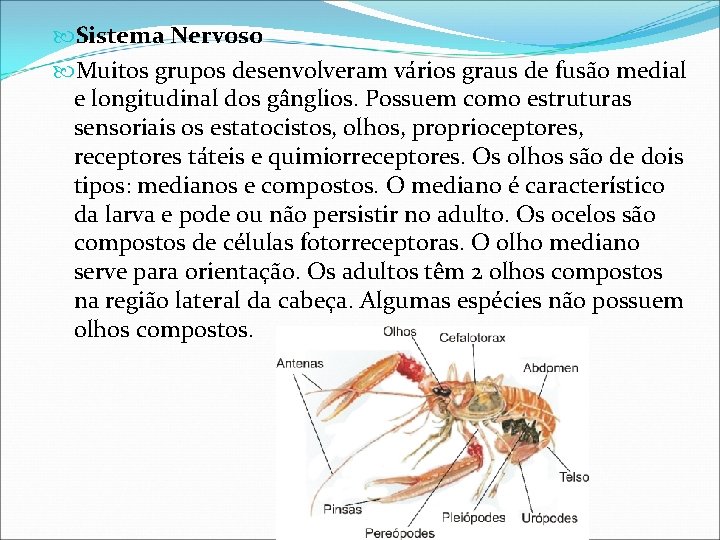  Sistema Nervoso Muitos grupos desenvolveram vários graus de fusão medial e longitudinal dos