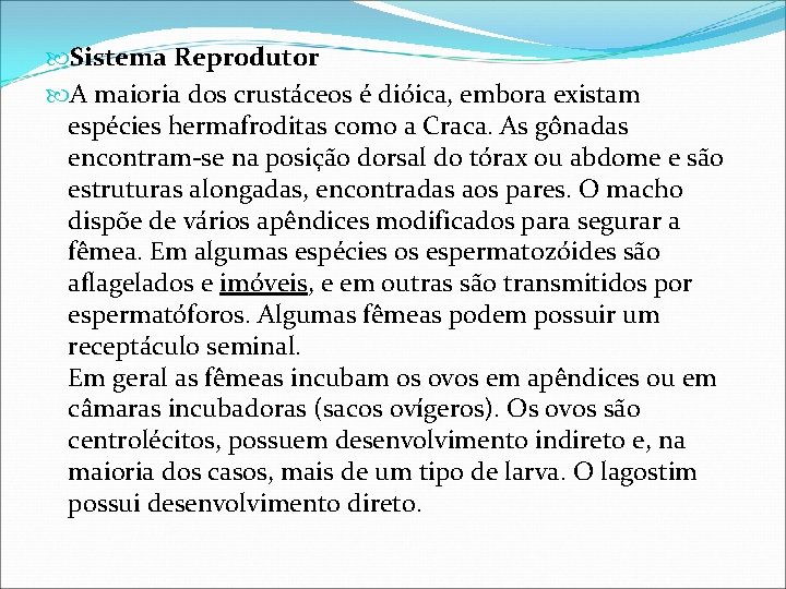  Sistema Reprodutor A maioria dos crustáceos é dióica, embora existam espécies hermafroditas como