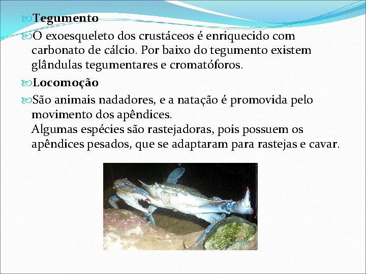  Tegumento O exoesqueleto dos crustáceos é enriquecido com carbonato de cálcio. Por baixo