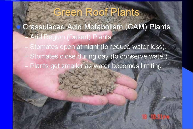 Green Roof Plants l Crassulacae Acid Metabolism (CAM) Plants – Arid Region (Desert) Plants