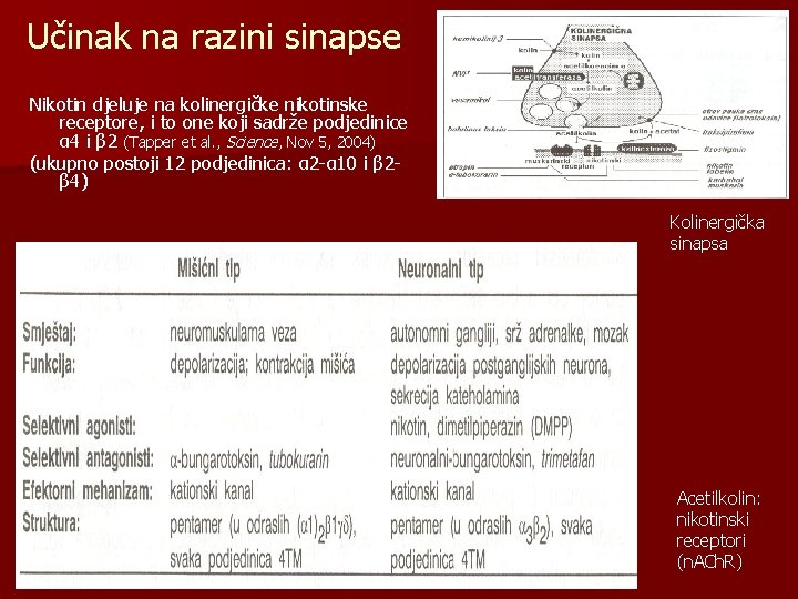 Učinak na razini sinapse Nikotin djeluje na kolinergičke nikotinske receptore, i to one koji