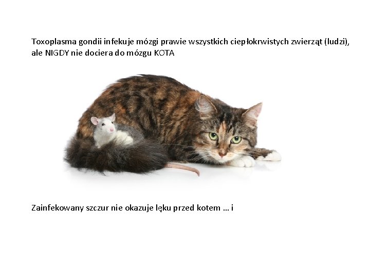 Toxoplasma gondii infekuje mózgi prawie wszystkich ciepłokrwistych zwierząt (ludzi), ale NIGDY nie dociera do