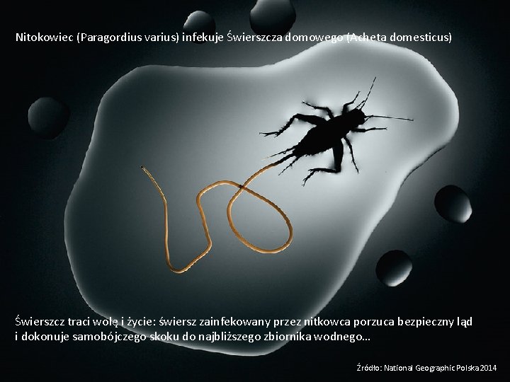 Nitokowiec (Paragordius varius) infekuje Świerszcza domowego (Acheta domesticus) Świerszcz traci wolę i życie: świersz