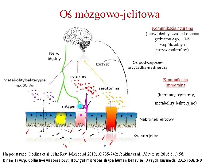 Oś mózgowo-jelitowa (hormony, cytokiny, metabolity bakteryjne) Na podstawie: Collins et al. , Nat Rev