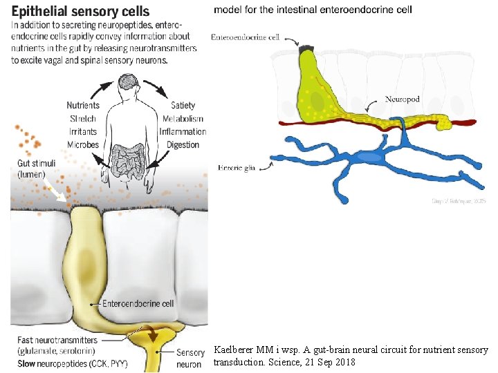 Kaelberer MM i wsp. A gut-brain neural circuit for nutrient sensory transduction. Science, 21