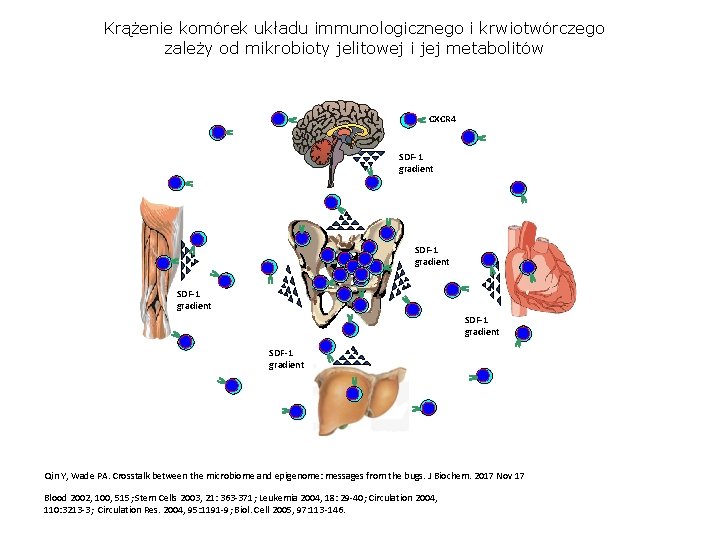 Krążenie komórek układu immunologicznego i krwiotwórczego zależy od mikrobioty jelitowej i jej metabolitów CXCR