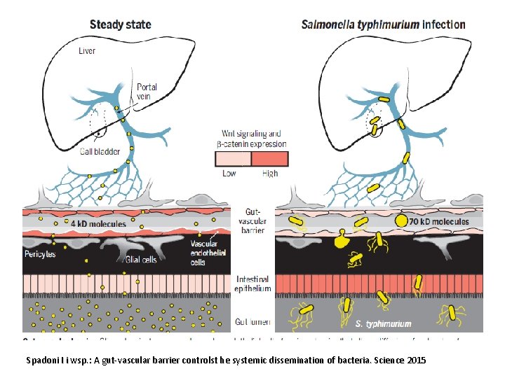 Spadoni I i wsp. : A gut-vascular barrier controlst he systemic dissemination of bacteria.