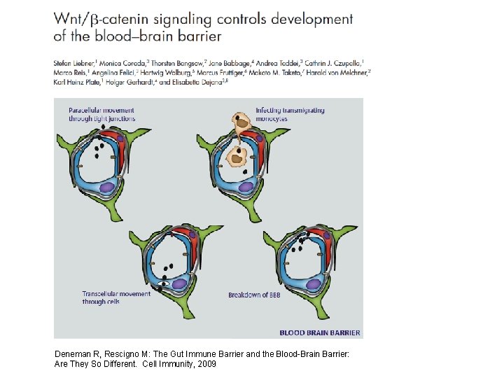 Deneman R, Rescigno M: The Gut Immune Barrier and the Blood-Brain Barrier: Are They