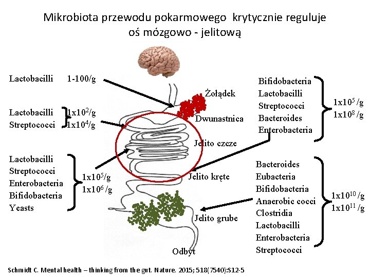 Mikrobiota przewodu pokarmowego krytycznie reguluje oś mózgowo - jelitową Lactobacilli 1 -100/g Żołądek Lactobacilli