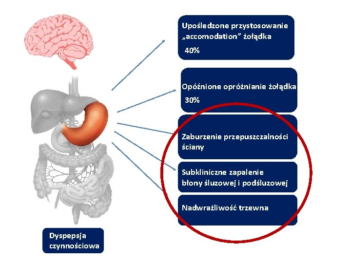 Upośledzone przystosowanie „accomodation” żołądka 40% Opóźnione opróżnianie żołądka 30% Zaburzenie przepuszczalności ściany Subkliniczne zapalenie