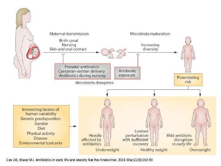 Cox LM, Blaser MJ. Antibiotics in early life and obesity Nat Rev Endocrinol. 2015