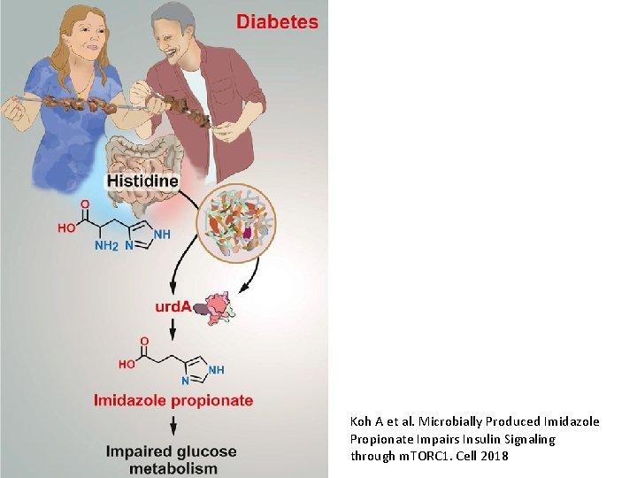 Koh A et al. Microbially Produced Imidazole Propionate Impairs Insulin Signaling through m. TORC