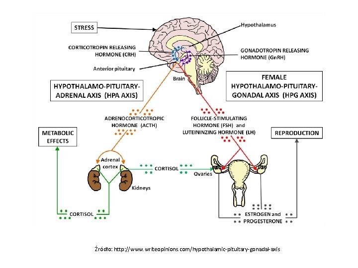 Źródło: http: //www. writeopinions. com/hypothalamic-pituitary-gonadal-axis 