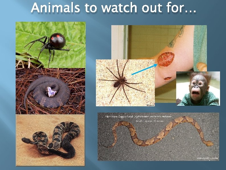 Animals to watch out for… 