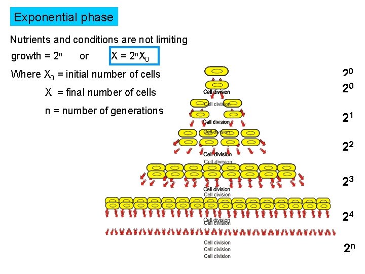 Exponential phase Nutrients and conditions are not limiting growth = 2 n or X