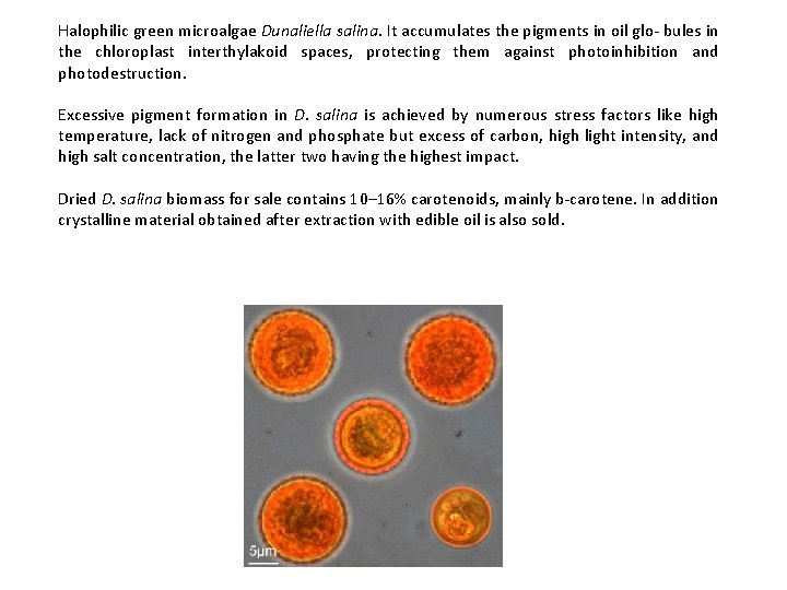 Halophilic green microalgae Dunaliella salina. It accumulates the pigments in oil glo- bules in