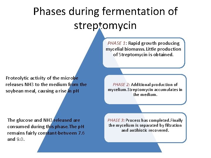 Phases during fermentation of streptomycin PHASE 1: Rapid growth producing mycelial biomasss. Little production