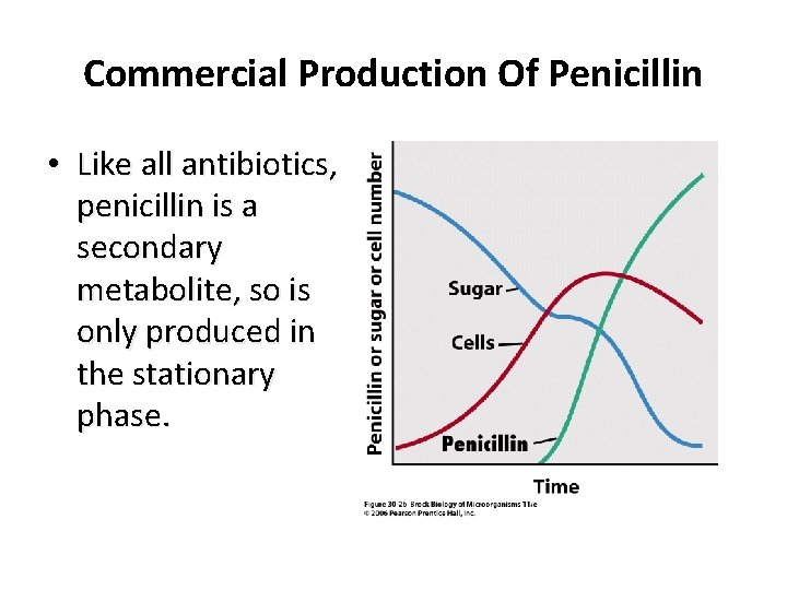 Commercial Production Of Penicillin • Like all antibiotics, penicillin is a secondary metabolite, so