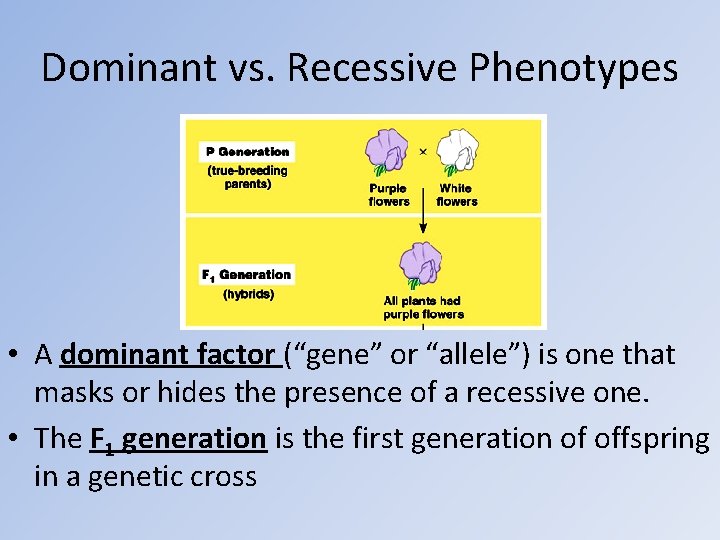 Dominant vs. Recessive Phenotypes • A dominant factor (“gene” or “allele”) is one that