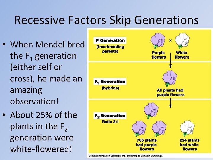 Recessive Factors Skip Generations • When Mendel bred the F 1 generation (either self