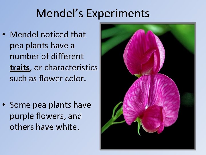 Mendel’s Experiments • Mendel noticed that pea plants have a number of different traits,
