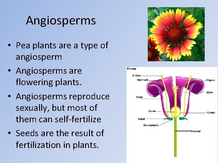 Angiosperms • Pea plants are a type of angiosperm • Angiosperms are flowering plants.