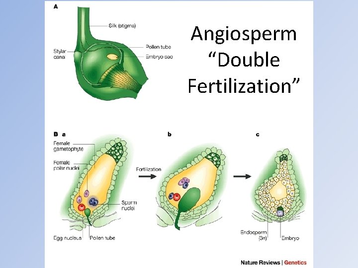 Angiosperm “Double Fertilization” 