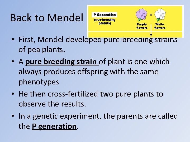 Back to Mendel • First, Mendel developed pure-breeding strains of pea plants. • A