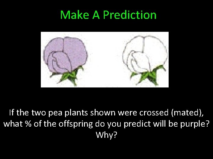 Make A Prediction If the two pea plants shown were crossed (mated), what %