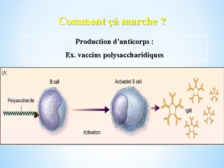 Comment çà marche ? Production d’anticorps : Ex. vaccins polysaccharidiques 