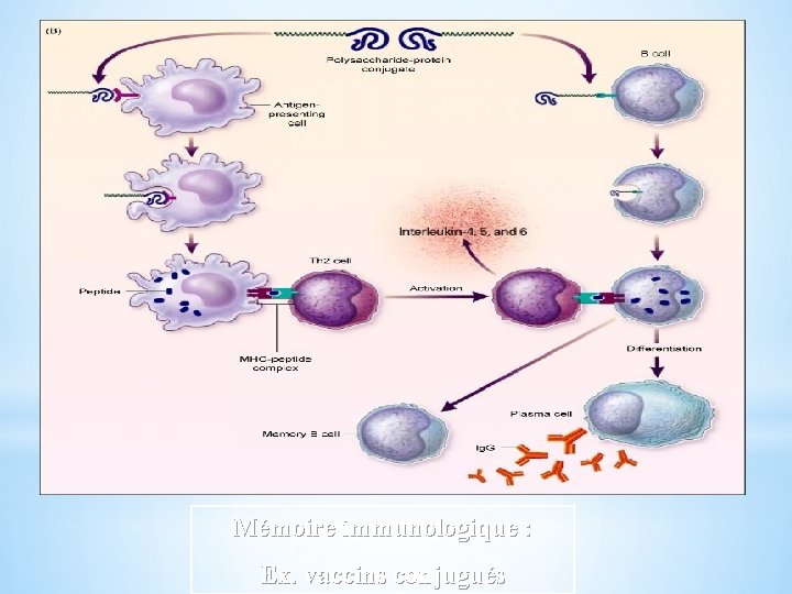 Mémoire immunologique : Ex. vaccins conjugués 