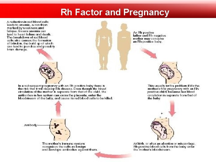 Rh Factor and Pregnancy 