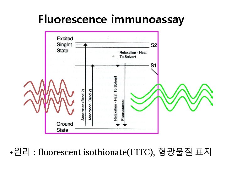 Fluorescence immunoassay • 원리 : fluorescent isothionate(FITC), 형광물질 표지 