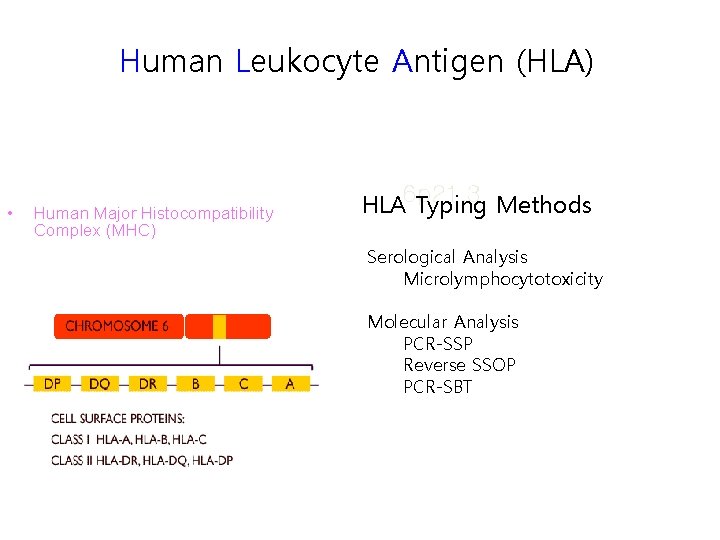 Human Leukocyte Antigen (HLA) • Human Major Histocompatibility Complex (MHC) HLA 6 p 21.