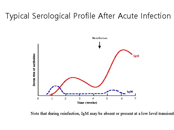 Typical Serological Profile After Acute Infection Note that during reinfection, Ig. M may be