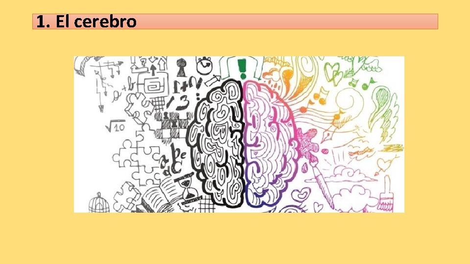 1. El cerebro 