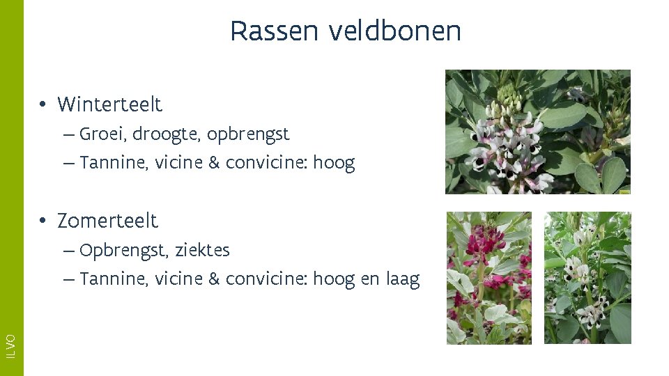 Rassen veldbonen • Winterteelt – Groei, droogte, opbrengst – Tannine, vicine & convicine: hoog