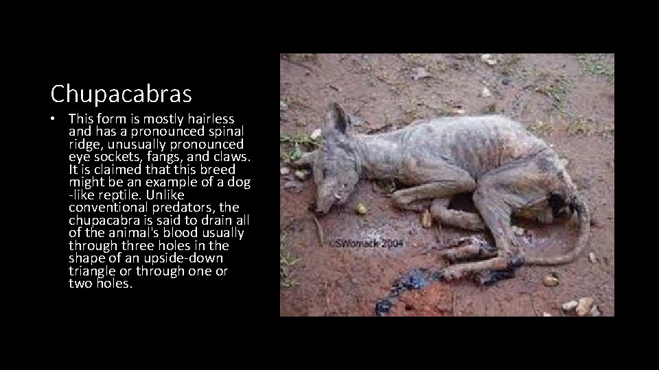 Chupacabras • This form is mostly hairless and has a pronounced spinal ridge, unusually