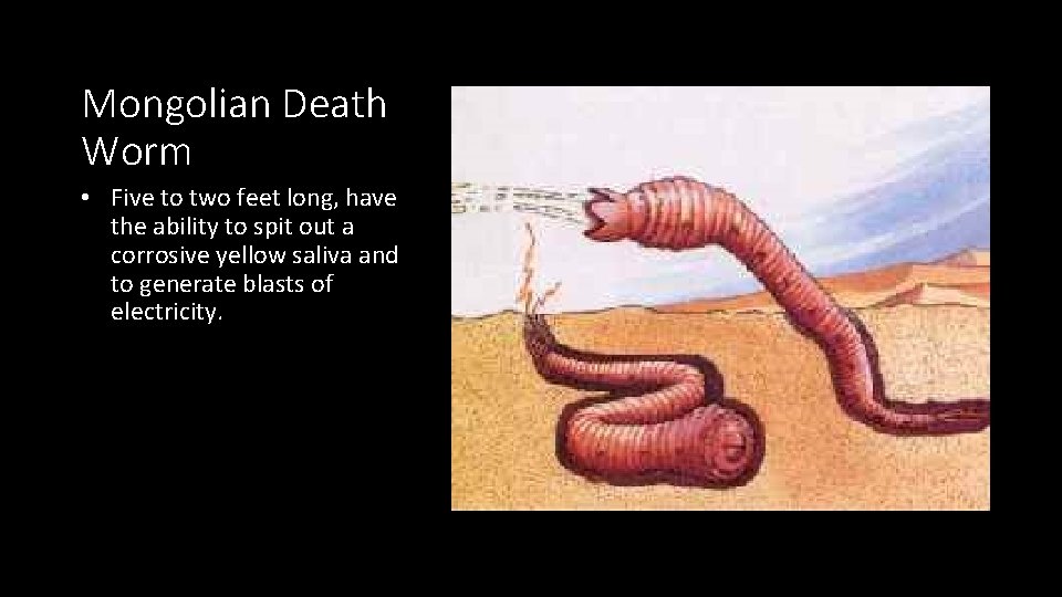 Mongolian Death Worm • Five to two feet long, have the ability to spit