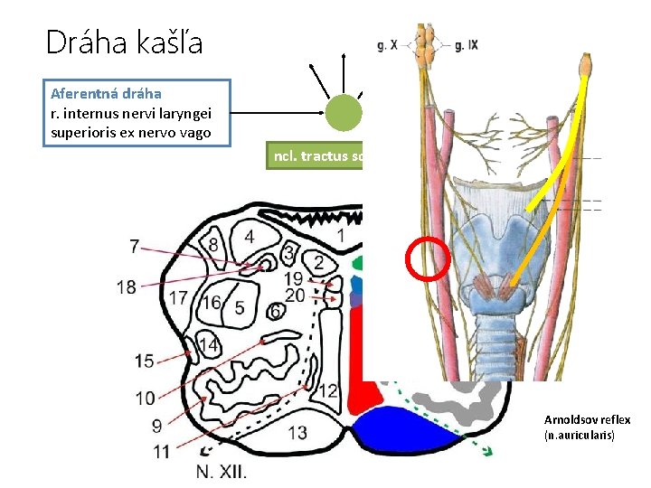 Dráha kašľa Aferentná dráha r. internus nervi laryngei superioris ex nervo vago ncl. tractus