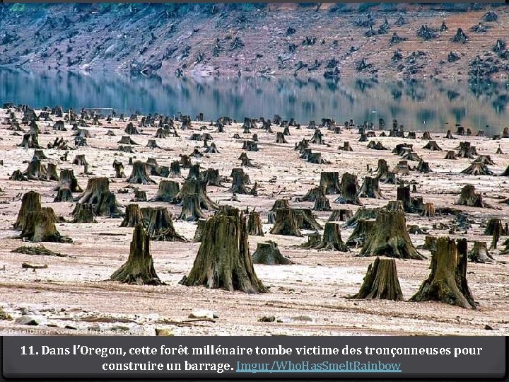 11. Dans l’Oregon, cette forêt millénaire tombe victime des tronçonneuses pour construire un barrage.